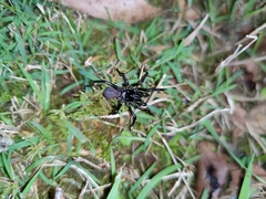Hadronyche modesta