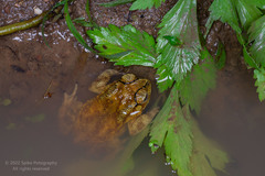 Duttaphrynus melanostictus