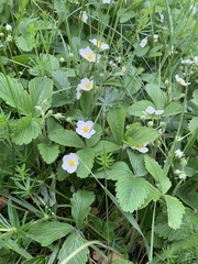 Fragaria viridis