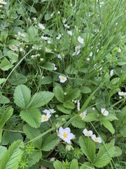 Fragaria viridis