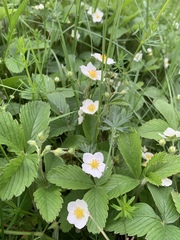 Fragaria viridis