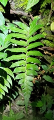 Polystichum lepidocaulon