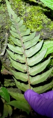 Polystichum lepidocaulon