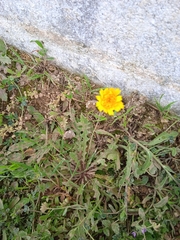 Leontodon longirostris