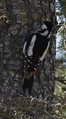 Dendrocopos major hispanus