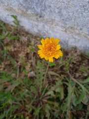 Leontodon longirostris