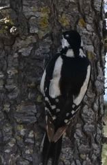 Dendrocopos major hispanus