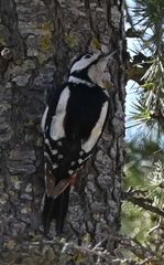 Dendrocopos major hispanus