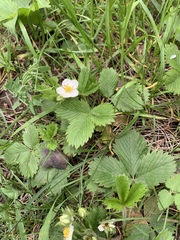 Fragaria viridis
