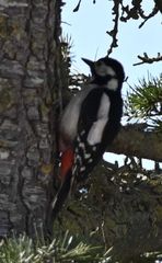 Dendrocopos major hispanus