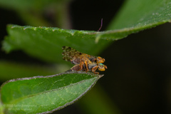 Bactrocera