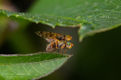 Bactrocera