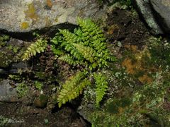 Asplenium billotii