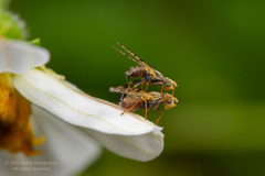 Bactrocera