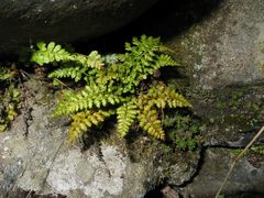 Asplenium billotii