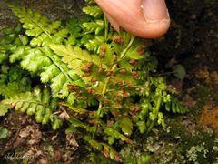 Asplenium billotii