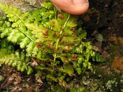 Asplenium billotii