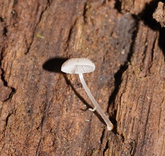 Mycena carmeliana