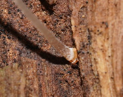 Mycena carmeliana