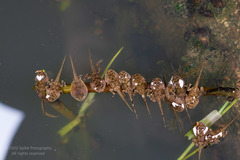 Duttaphrynus melanostictus