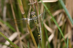 Hemicordulia intermedia