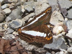 Adelpha alala