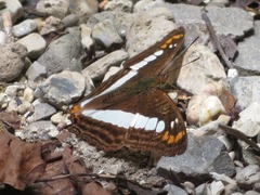 Adelpha alala