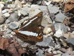 Adelpha alala