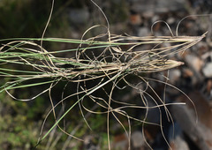 Aristida spuria
