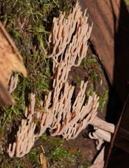 Artomyces austropiperatus