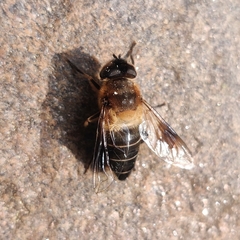 Eristalis himalayensis