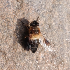 Eristalis himalayensis