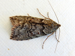 Calathusa basicunea