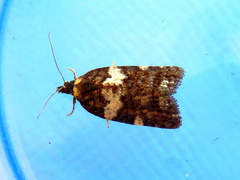 Dichelia cosmopis