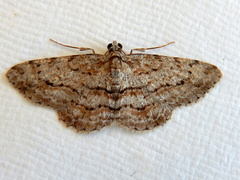 Didymoctenia exsuperata