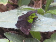 Gorgopas trochilus