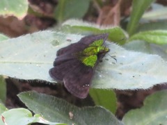 Gorgopas trochilus