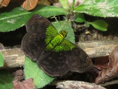 Gorgopas trochilus