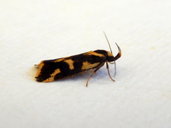 Epithymema incomposita