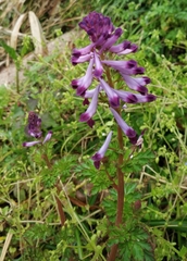 Corydalis incisa