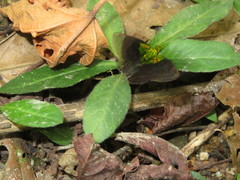 Gorgopas trochilus