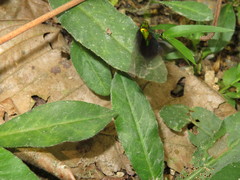 Gorgopas trochilus