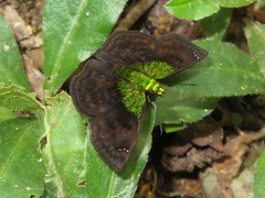Gorgopas trochilus