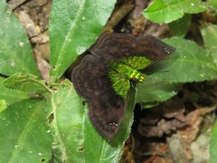 Gorgopas trochilus