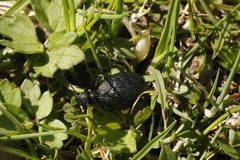 Eurymeloe