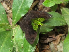 Gorgopas trochilus