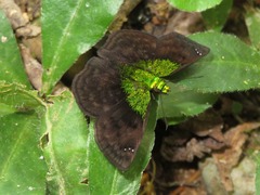 Gorgopas trochilus