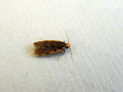 Hoplostega ochroma