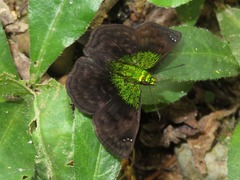 Gorgopas trochilus
