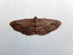 Hypomecis pallidiscaria